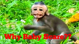 Update News Monkey!, Why Baby Monkey Scare?, Pity Poor Baby Monkey Jinx Look Less Care From Her Mom