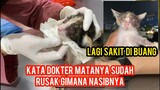 Anak Kucing Sakit Di Buang Endingnya Bikin Nangis Semua Orang Part 2 | Akhirnya Sampai Ke Dokter.!