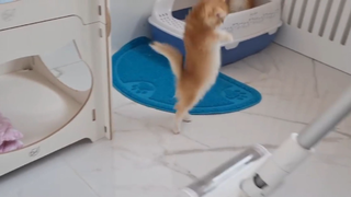 Chú mèo con và chổi lau nhà thông minh