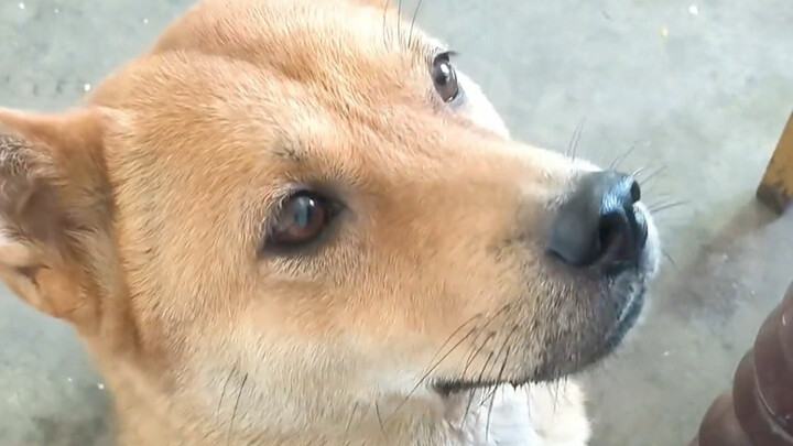 Though Dahuang can’t talk, I know exactly what it’s up to.