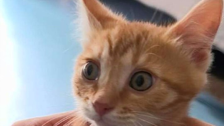 Tôi đã mua hai chú chó Golden Tabby trên Pinxixi với giá 300 tệ. Bạn có thể cho tôi biết giá đó có đ