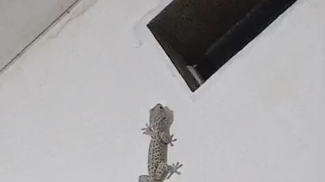 big lizard