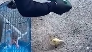 搞笑加抽象