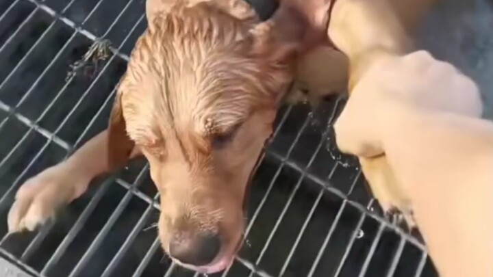 Cứu hộ hai chú chó Hachiko bị rơi xuống nước