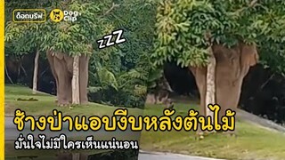 "พลายเดี่ยว" ช้างป่าเขาใหญ่ตัวโตทำเนียนแอบงีบหลังต้นไม้เล็กจิ๋ว | Dog's Clip