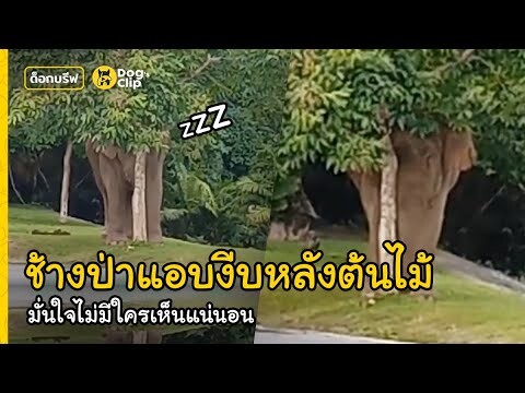 "พลายเดี่ยว" ช้างป่าเขาใหญ่ตัวโตทำเนียนแอบงีบหลังต้นไม้เล็กจิ๋ว | Dog's Clip