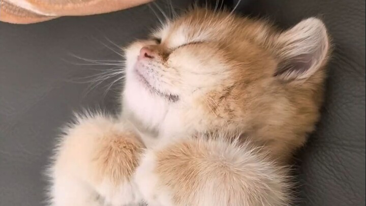 Everyone, drop whatever you’re doing right now and post the kittens from your photo albums—I know it