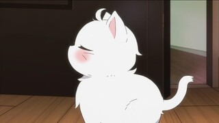 แมวขาวตัวน้อยแสนเย่อหยิ่ง น่ารักมาก สงสัยกลายเป็นสเปิร์มแล้ว!
