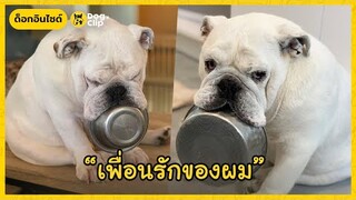 "เธโอ" น้องหมาอ้วนติดชามข้าว | Dog's Clip