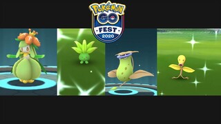 New shiny Bellsprout, Lilligant on 3rd Challenge Go Fest!