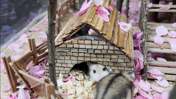 Một Chút "Chi Tiết" Của Hamster Villa