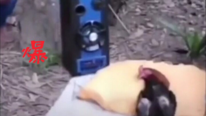 Chicken, you’re so beautiful!