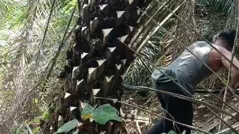 peruning sawit super gondrong