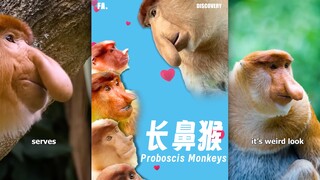 Mọi người đều thích mũi to, và khỉ vòi cũng không ngoại lệ‼️‼️