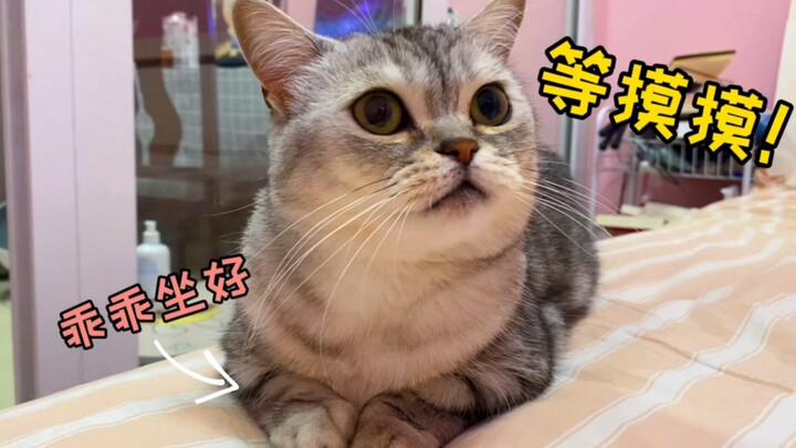 Si kucing betina ini benar-benar berisi susu! Sudah jadi ibu, tapi tiap hari meringis-mringis minta 