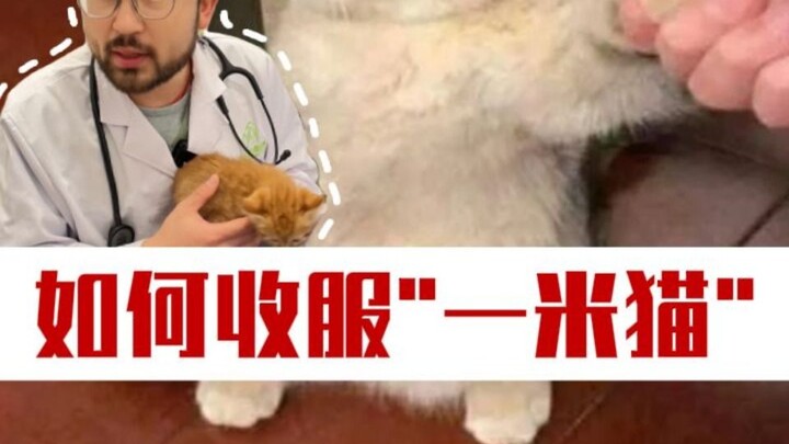 هل لديك قطة كهذه بطول متر واحد في منزلك؟ تعالَ واكتشفها!