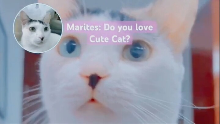 Dear 100,000 subscribers soon! Cute Cat
