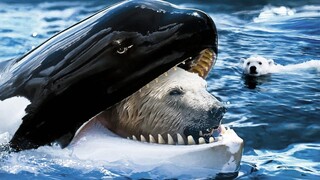 Times Sea Animals Messed With The Wrong Opponent !