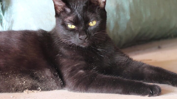 The black cat who’d been sneaking into the wood-fired stove for half a year got its first bath, and 