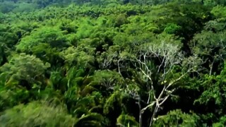 forest new movies 2025