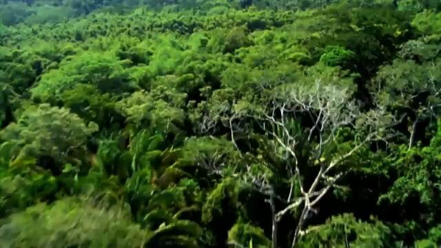 forest  new movies 2025