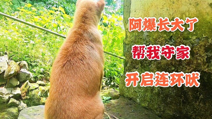 之前冲我翻白眼的小奶狗，现在长大居然帮我看家，有模有样真敬业