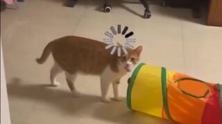 แมว : ไม่ คุณอยู่บ้านไหม คนเก็บอึ?