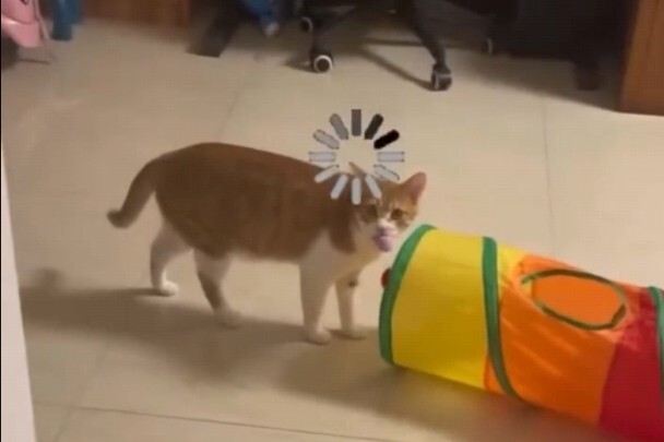 猫:不是，铲屎的你在家啊？
