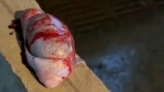 الخنزير: يا له من رقم ستة مخادع، لقد سرق ليشكي!