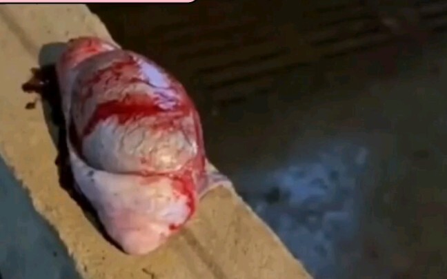 Pig: Those humans, the sixth-rate ones, stole my lychees