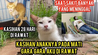 Sedih Banget Gara-Gara Di Rawat Di Rumah Sakit Banyak Kucing Yang Tidak Tertolong..!