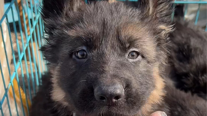 How much does it cost to get a German Shepherd puppy for fans in the pet market?