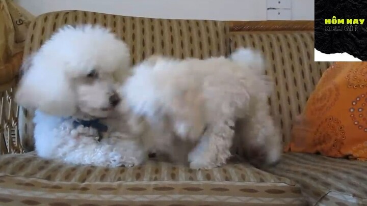 Cười mỗi ngày cùng tôi ! #videohaihuoc