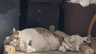 الشيهواهوا قد اندمج بالفعل في هذه العائلة الكبيرة، لكنه يشعر قليلاً بالظلم.