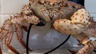 After eating this champagne crab, I really want to go home