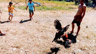 pumupotok na palo at di nagpapatama Yung manok ko.