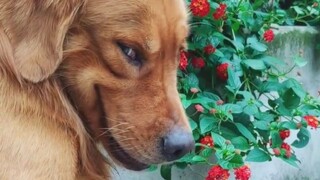 Panduan untuk Mencegah Kepemilikan Anjing