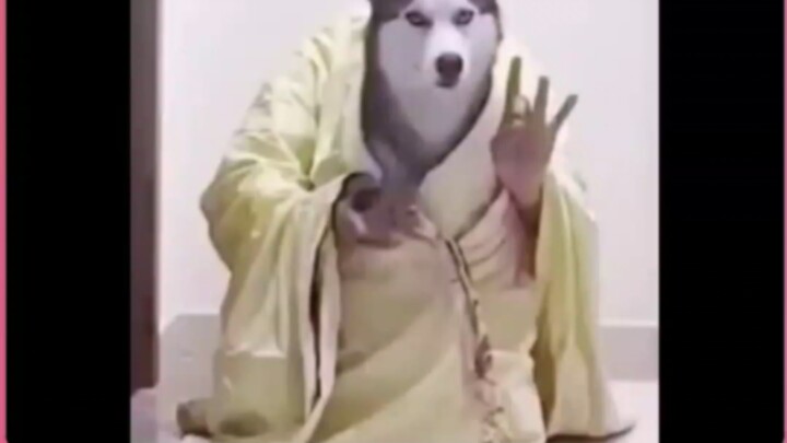 A Husky That Knows How to Dodge Slaps