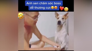 Anh sen tốt bụng gặp boss dễ thương😍😁 sen boss chó_cưng chócute xuhuongtiktok đángyêu