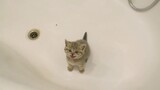 猫咪不想洗澡，满屏的求生欲