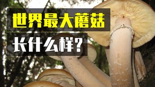 Seperti apa bentuk jamur terbesar di dunia?