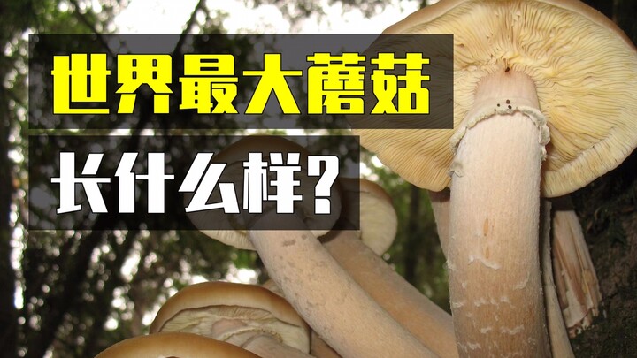 เห็ดที่ใหญ่ที่สุดในโลกมีลักษณะอย่างไร?