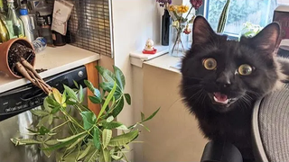 สัตว์ตลกๆ - แมวตลก / สุนัข - วิดีโอสัตว์ตลก 84