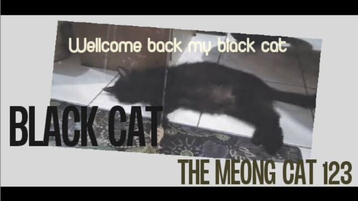 Wellcome back my Black Cat..😘🤗 #KucingAnggora