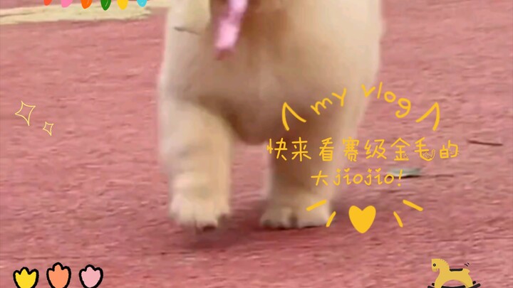 Come check out this championship‑level Golden Retriever’s big paws!