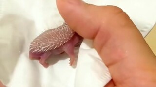 Nhím con từ khi sinh ra đến lúc trưởng thành