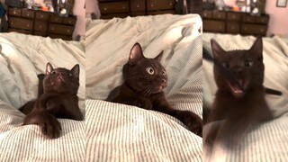 Brown Cat: If you're going to play like this, I'm not sleepy anymore.