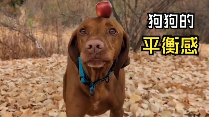 Those fun animal videos!