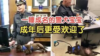 The sleepiest police dog baby became famous for his sleep, and his super heartwarming job made him v