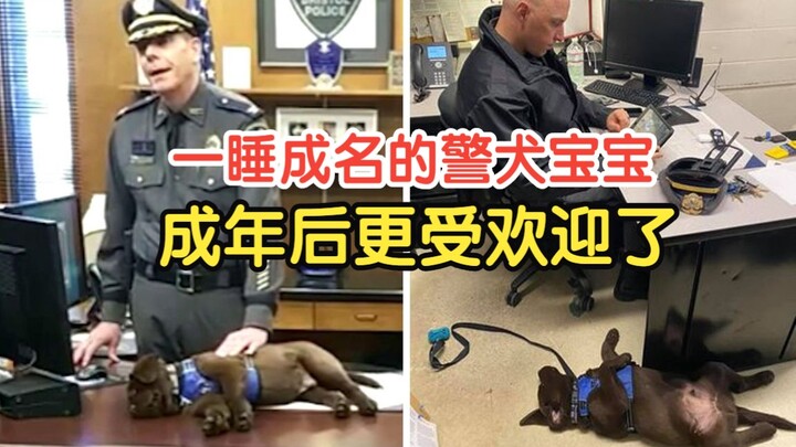 Chú chó cảnh sát ngủ gật nhất đã trở nên nổi tiếng vì giấc ngủ của mình, và công việc siêu ấm áp của